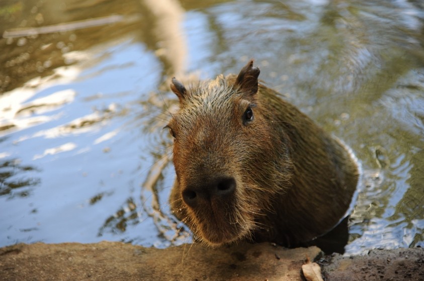 Zoológico municipal terá atividades especiais durante período de férias