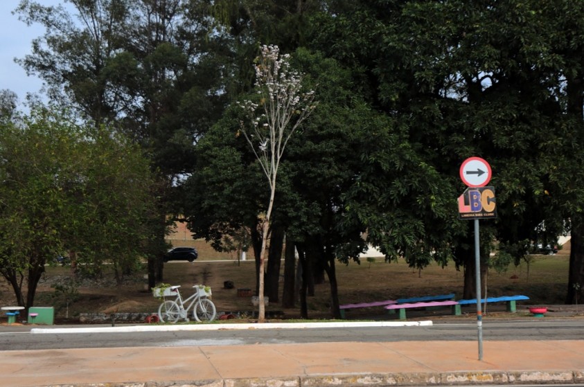 Floresce ipê branco plantado em homenagem a ciclista