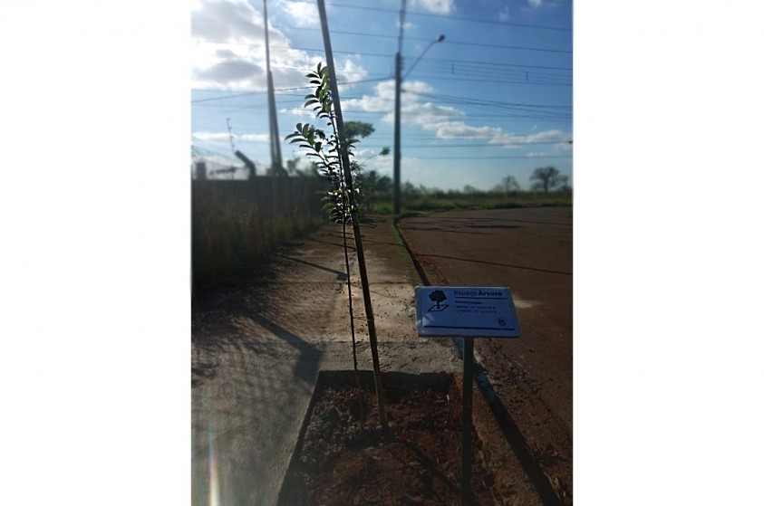 Com Espaço Árvore, Prefeitura realiza plantio em calçada do DPBEA