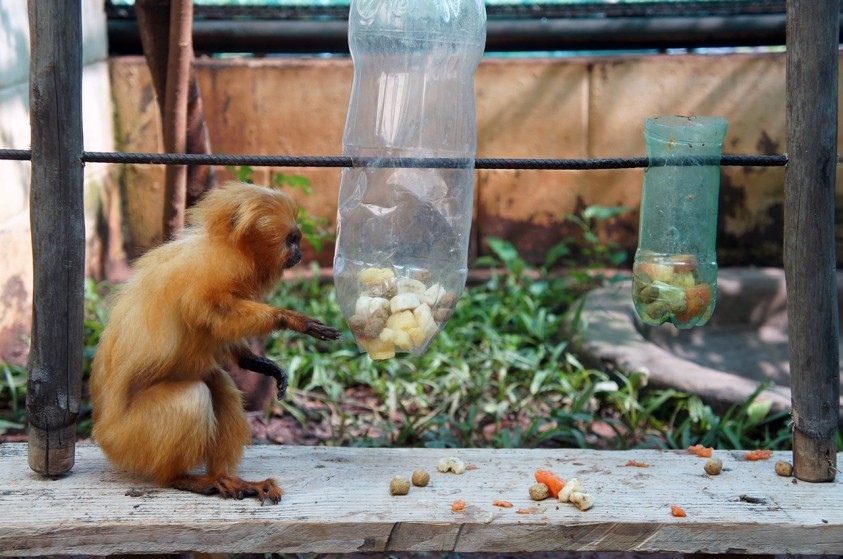 Primatas passam por enriquecimento ambiental no Zoo