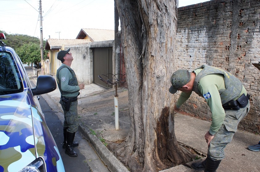 Morador será multado por crime ambiental contra árvore no Jd. do Lago