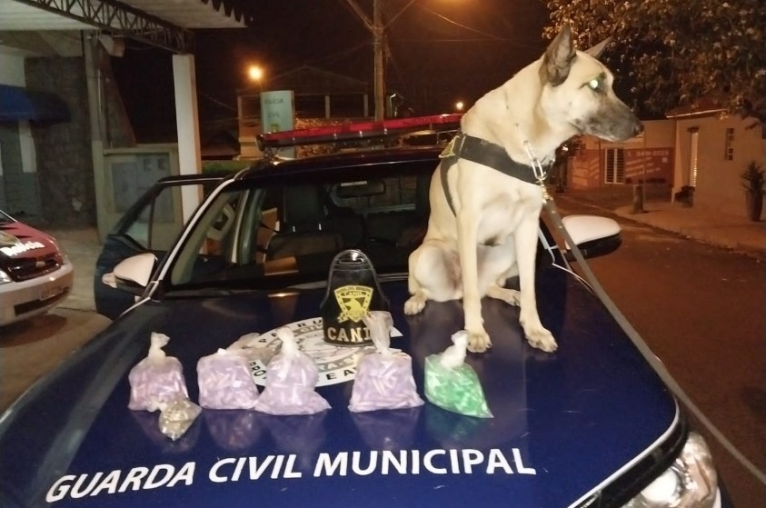 Com apoio da cadela Safira, GCM localiza drogas no Jardim Ouro Branco