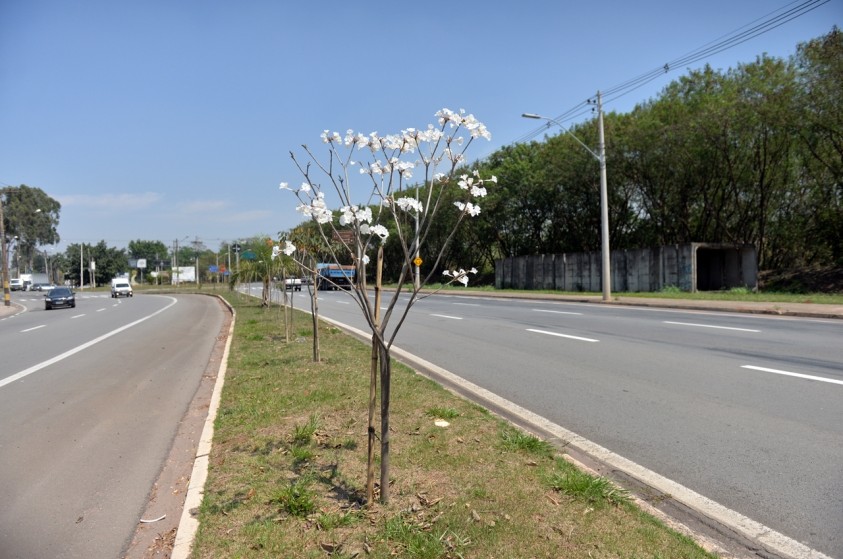 APP do Ribeirão Tatu recebe plantio de 735 árvores