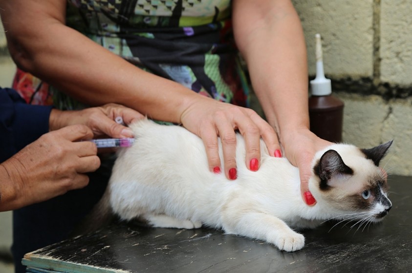 Vacinação antirrábica começa em Limeira; meta é vacinar 25 mil animais