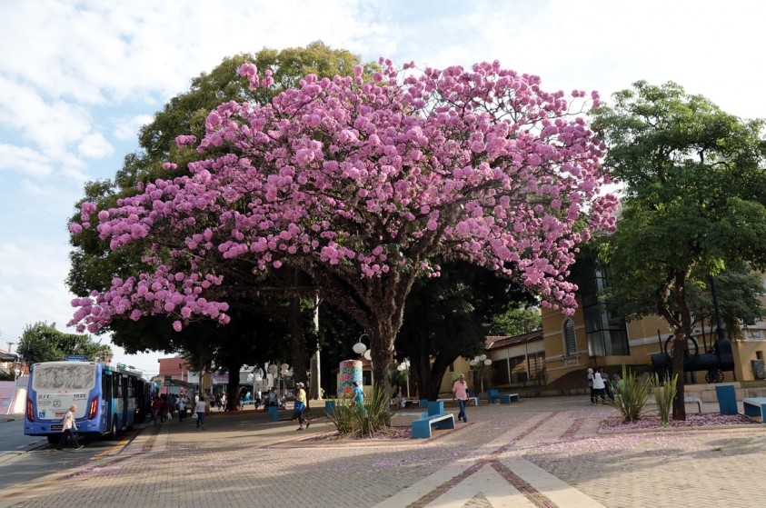 Florada de ipês-roxos embelezam parques e praças de Limeira
