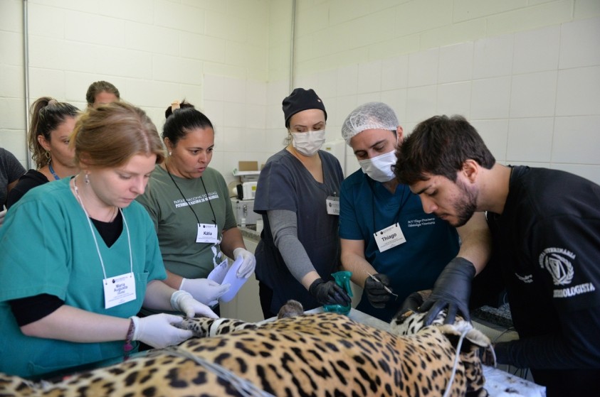 Animais do Zoo recebem tratamento veterinário durante curso de instituto internacional