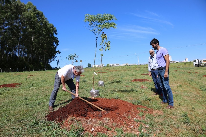 Neste ano, 7.636 árvores foram plantadas em Limeira